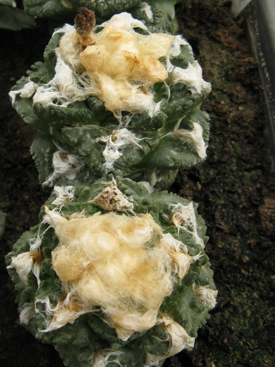 Ariocarpus fissuratus Big Bend насіння