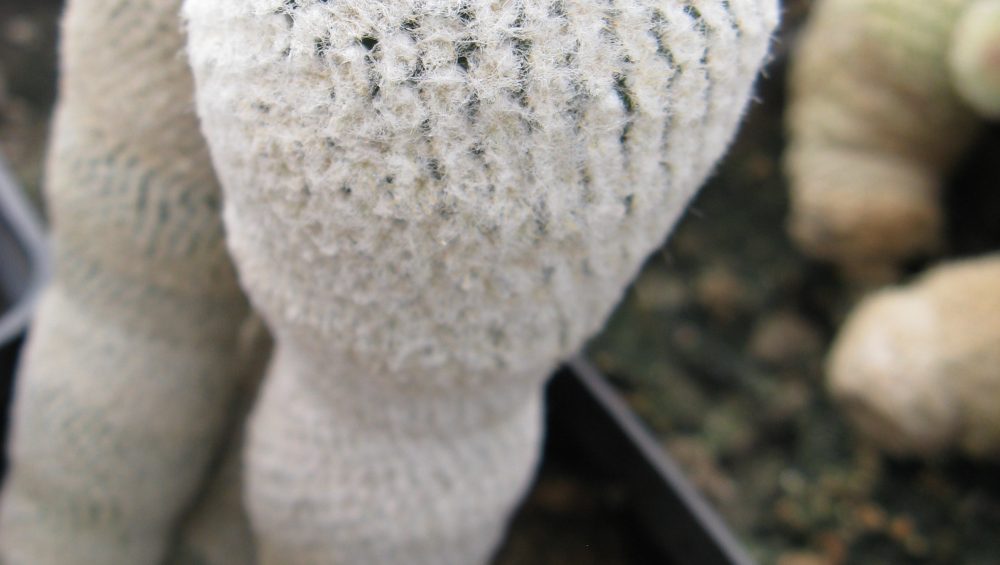 Thelocephala chalensis RS2317 насіння