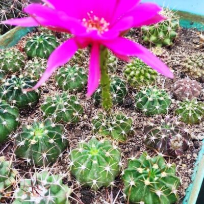 ECHINOPSIS HYBRID