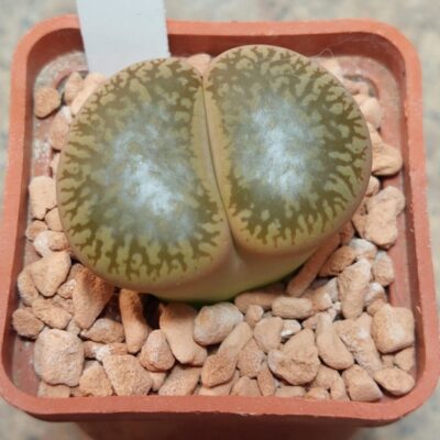 2019 Lithops aucampiae вік приблизно 7 років