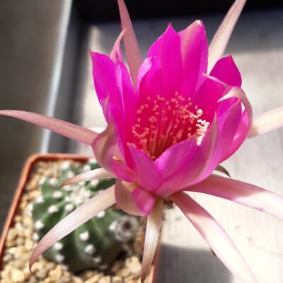 Echinopsis subdenudata hybr (малин.квітка)