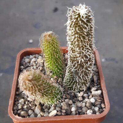 Stapelianthus pilosus