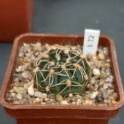 Gymnocalycium leeanum 'netrelianum'