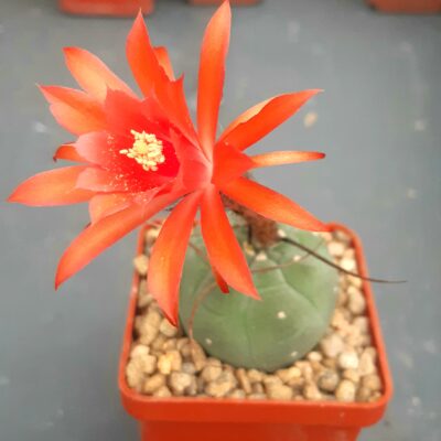 Submatucana madisoniorum (Plapp)