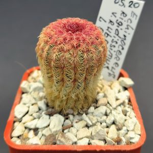 Echinocereus rigidissimus  v.rubispinus Lau 088