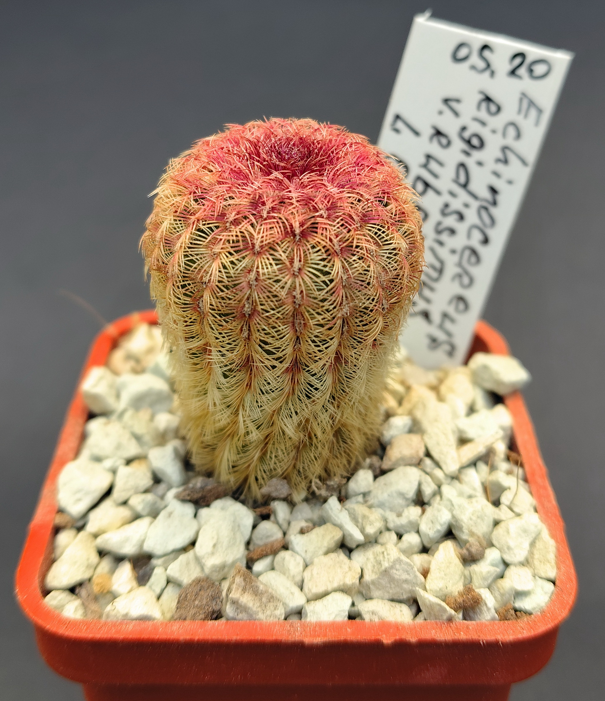 Echinocereus rigidissimus  v.rubispinus Lau 088
