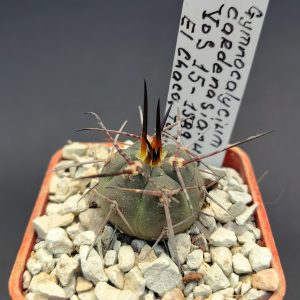 Gymnocalycium cardenesianum VoS 15-1989, El Chaco, Tarija, Bolivia (V. Schädlich)