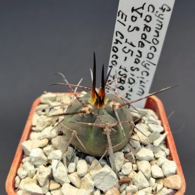 Gymnocalycium cardenesianum VoS 15-1989, El Chaco, Tarija, Bolivia (V. Schädlich)
