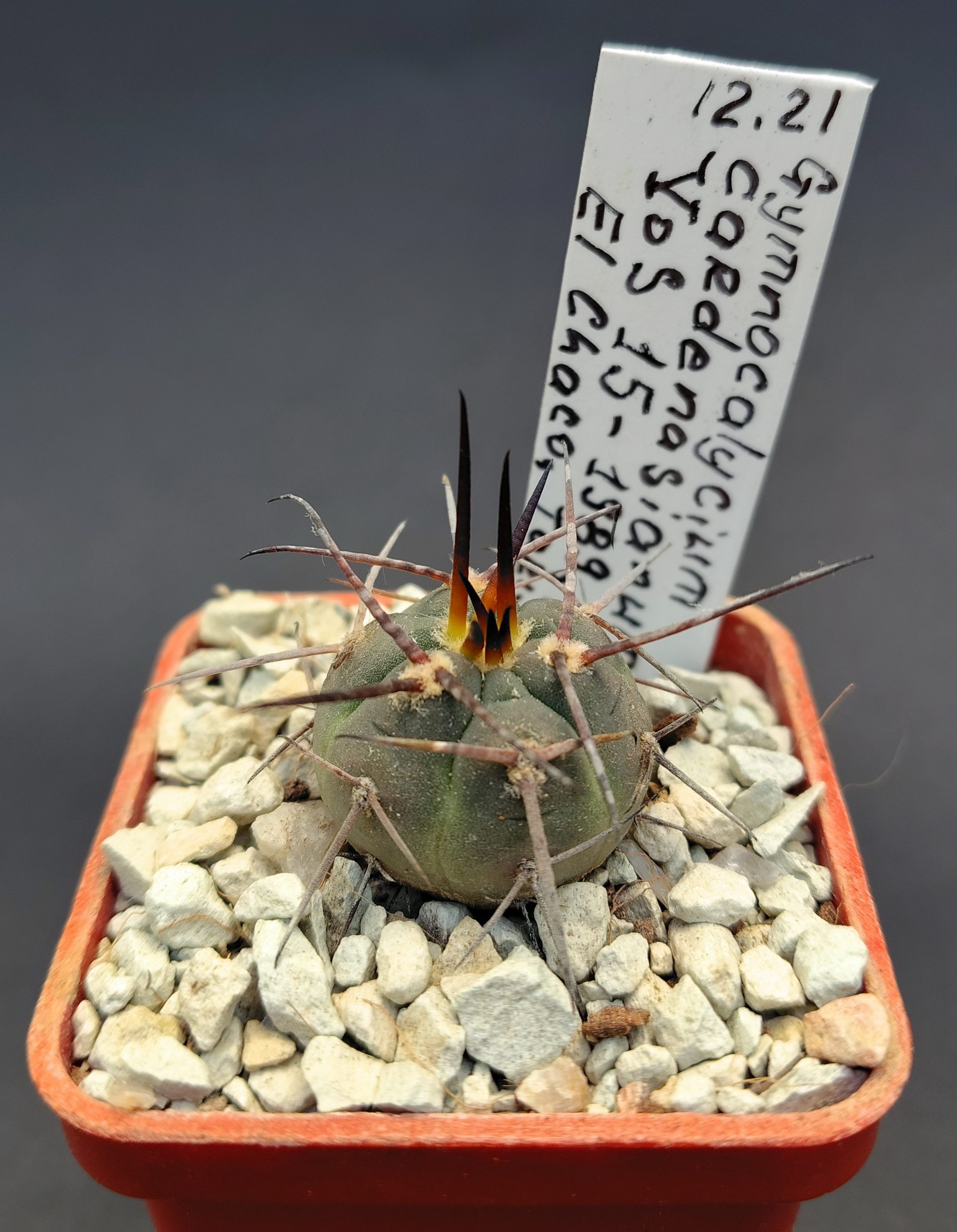 Gymnocalycium cardenesianum VoS 15-1989, El Chaco, Tarija, Bolivia (V. Schädlich)