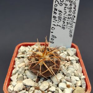 Gymnocalycium spegazzinii v. punillense JO 1080.1, Corralito, Arg