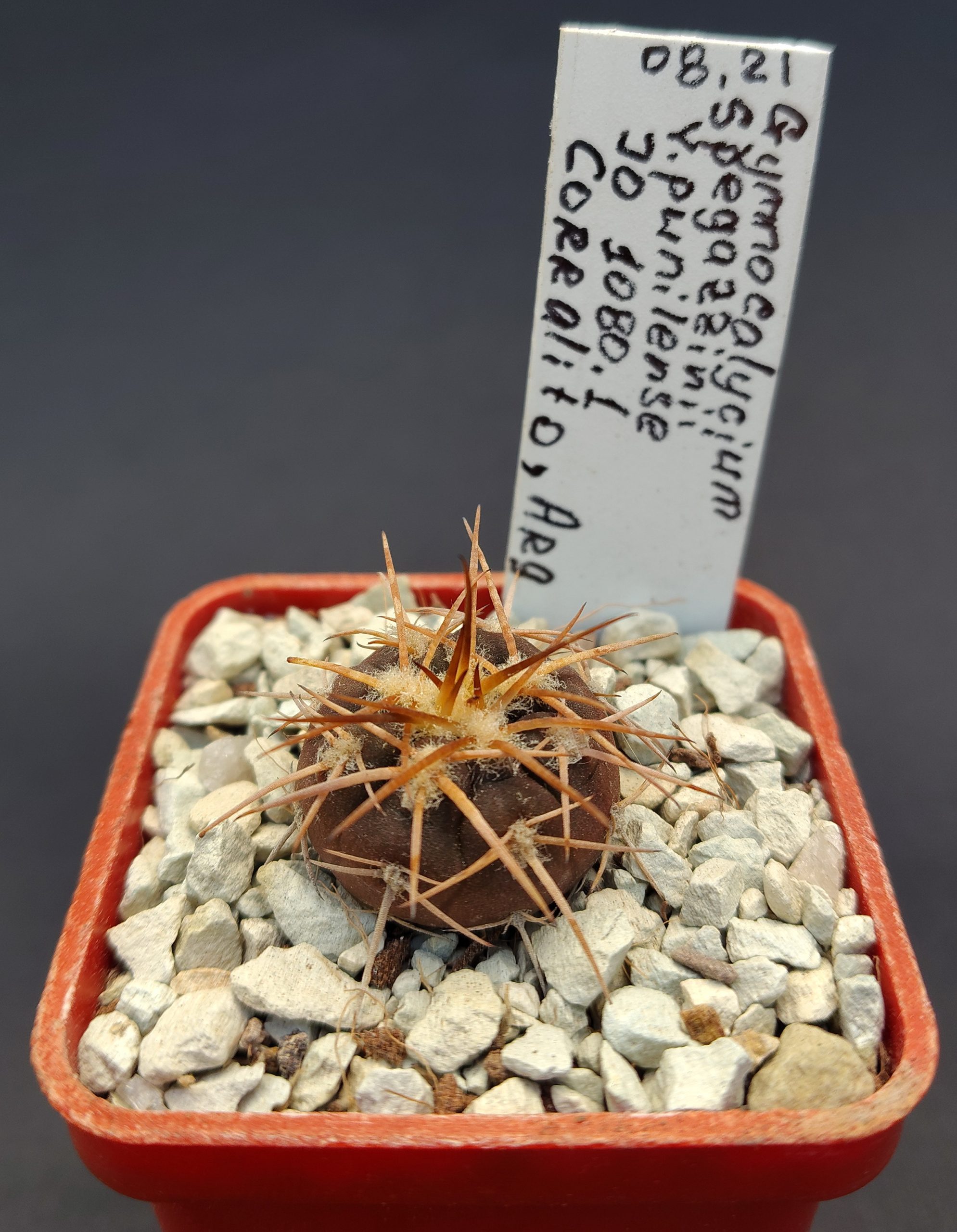 Gymnocalycium spegazzinii v. punillense JO 1080.1, Corralito, Arg