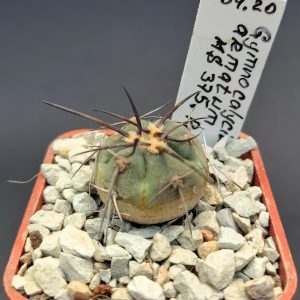 Gymnocalycium armatum MS 375, Paichu Norte