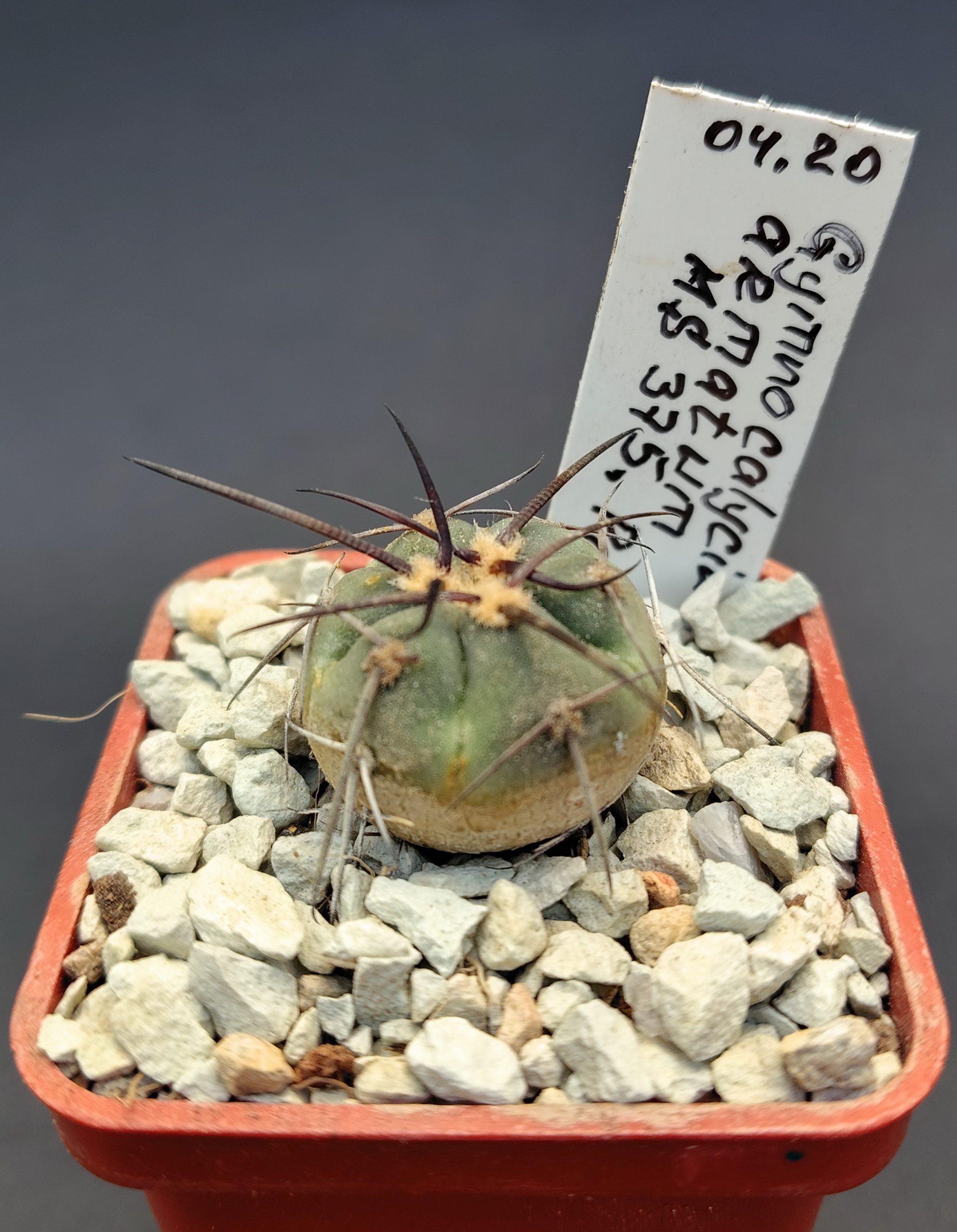 Gymnocalycium armatum MS 375, Paichu Norte