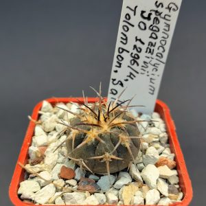 Gymnocalycium spegazzinii JO 1296/4, Tolombon, Salta