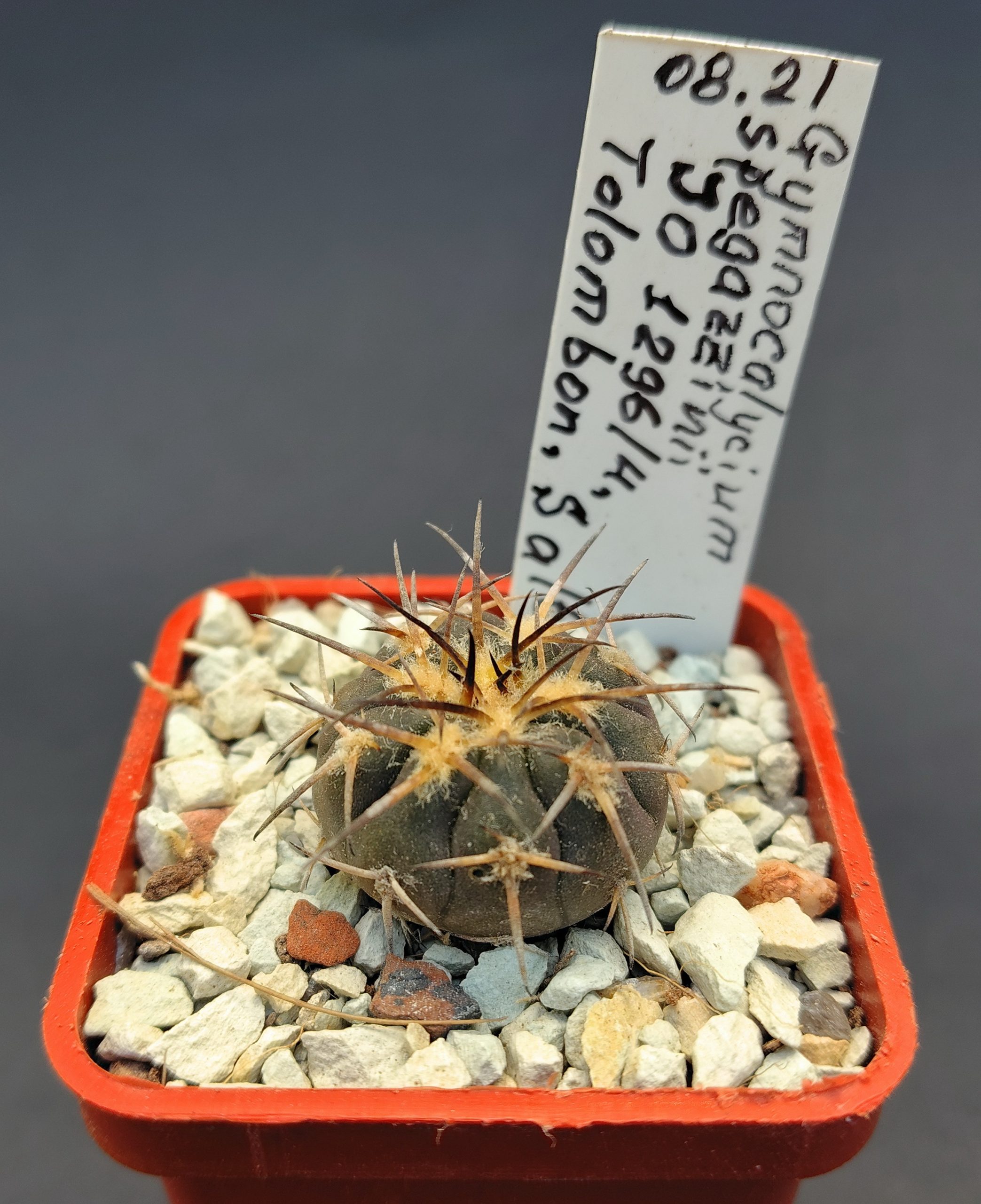 Gymnocalycium spegazzinii JO 1296/4, Tolombon, Salta