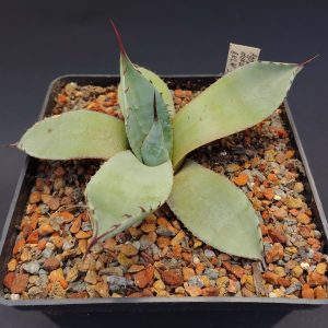 Agave durangensis BKLM 1021,El Colorado,Durango (1)