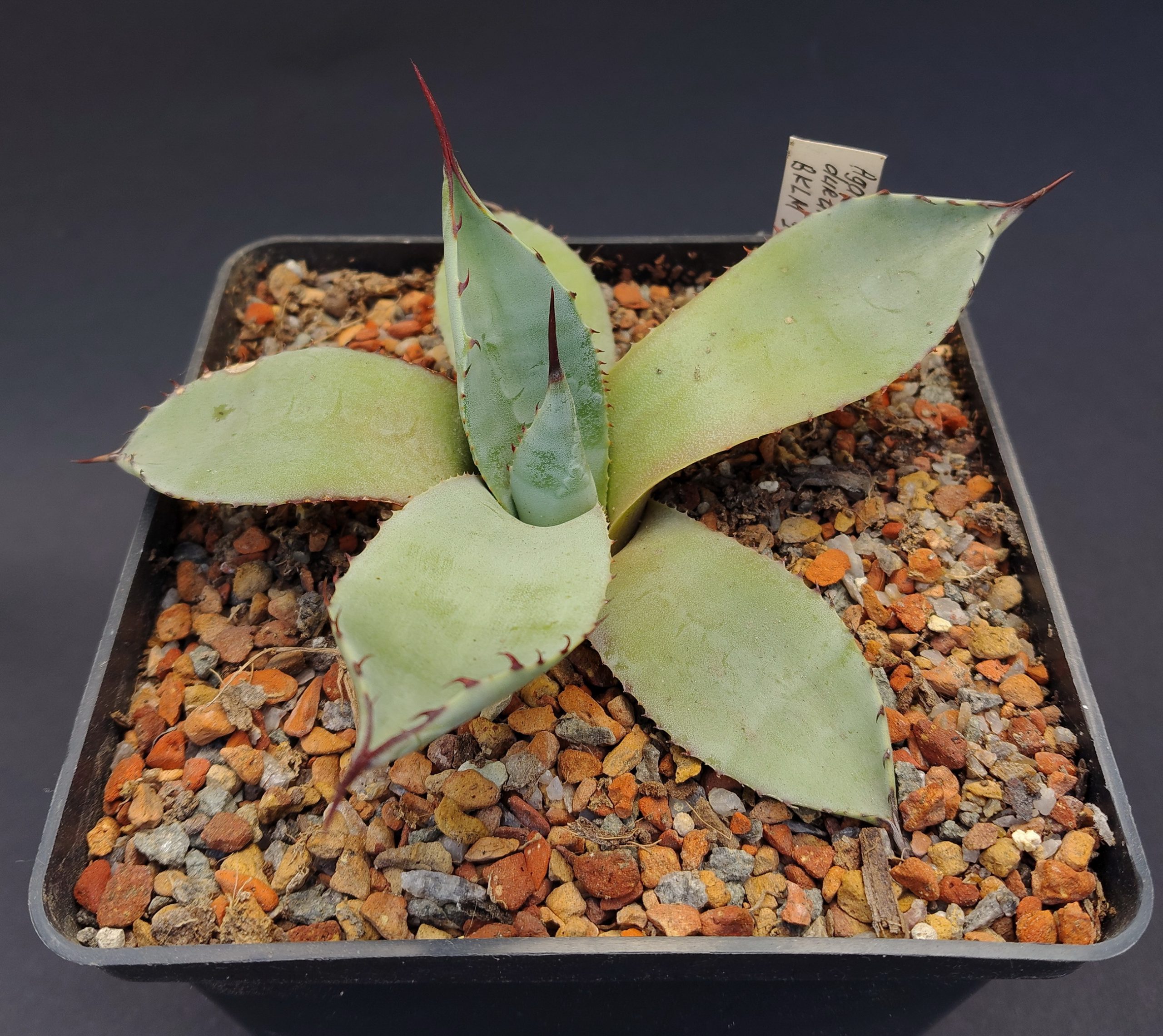 Agave durangensis BKLM 1021,El Colorado,Durango (1)