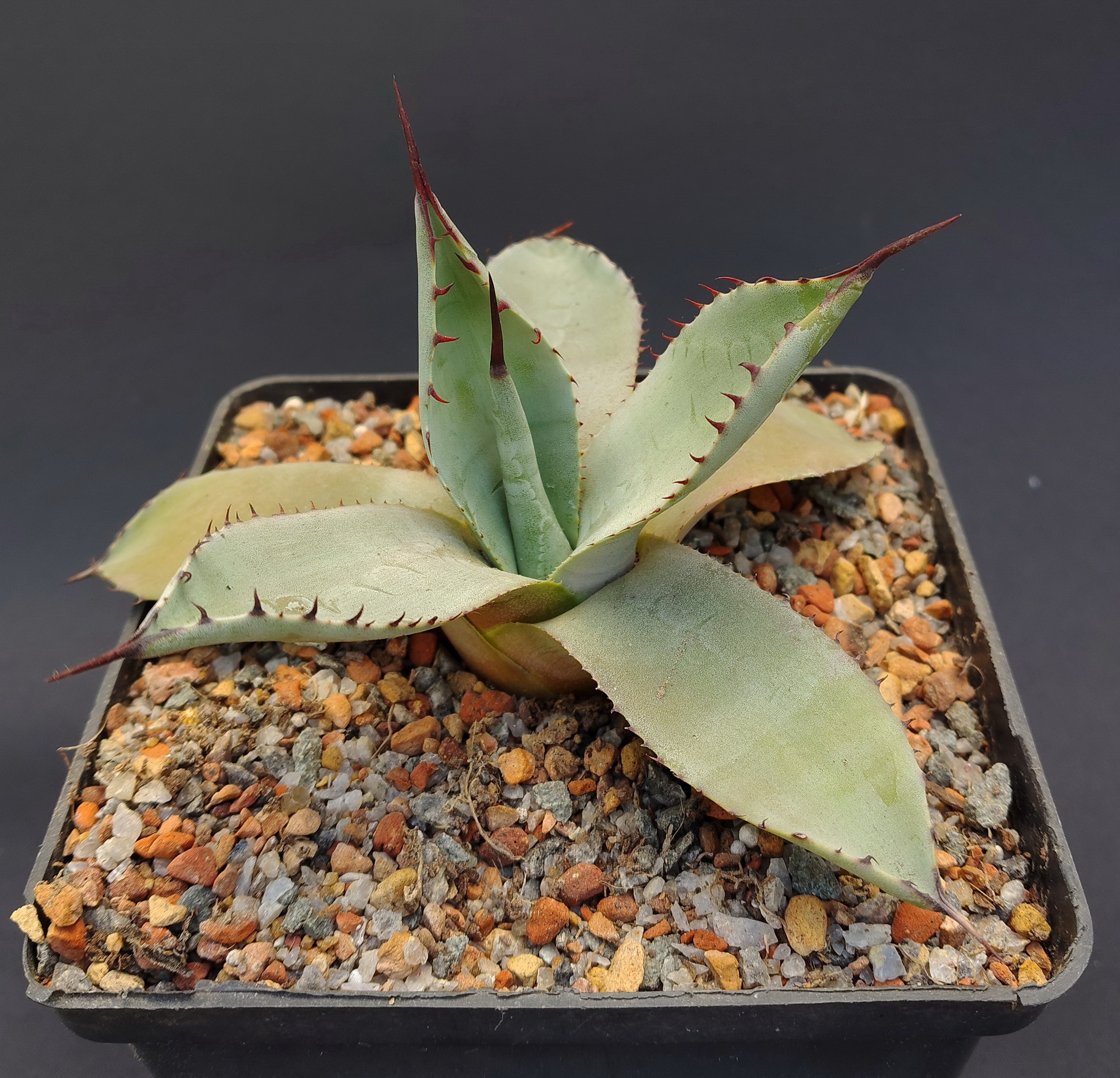 Agave durangensis BKLM 1021,El Colorado,Durango (2)