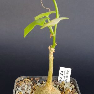 Gerrardanthus macrorhizus