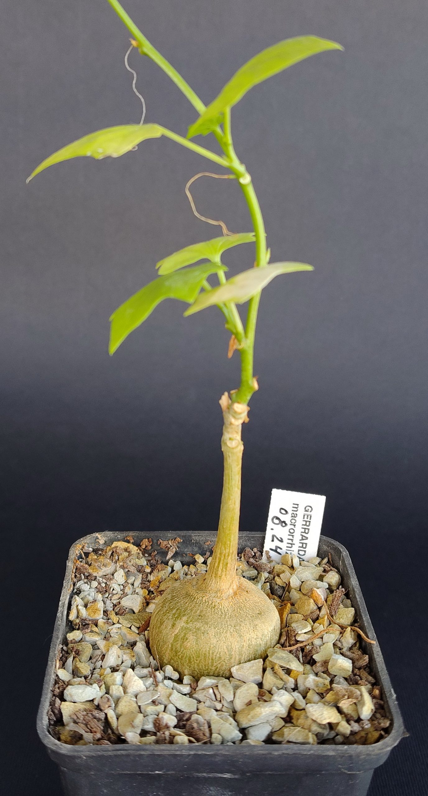 Gerrardanthus macrorhizus