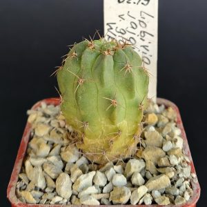 Lobivia jajoiana v. glauca WR218