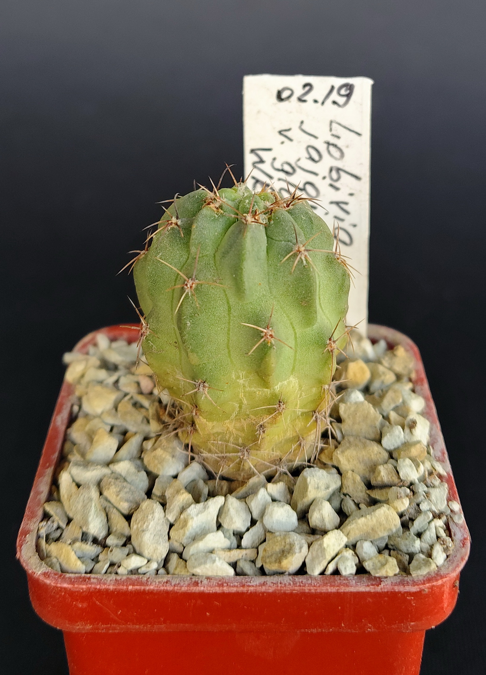 Lobivia jajoiana v. glauca WR218
