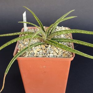 Aloe perrieri, Fianarantsoa