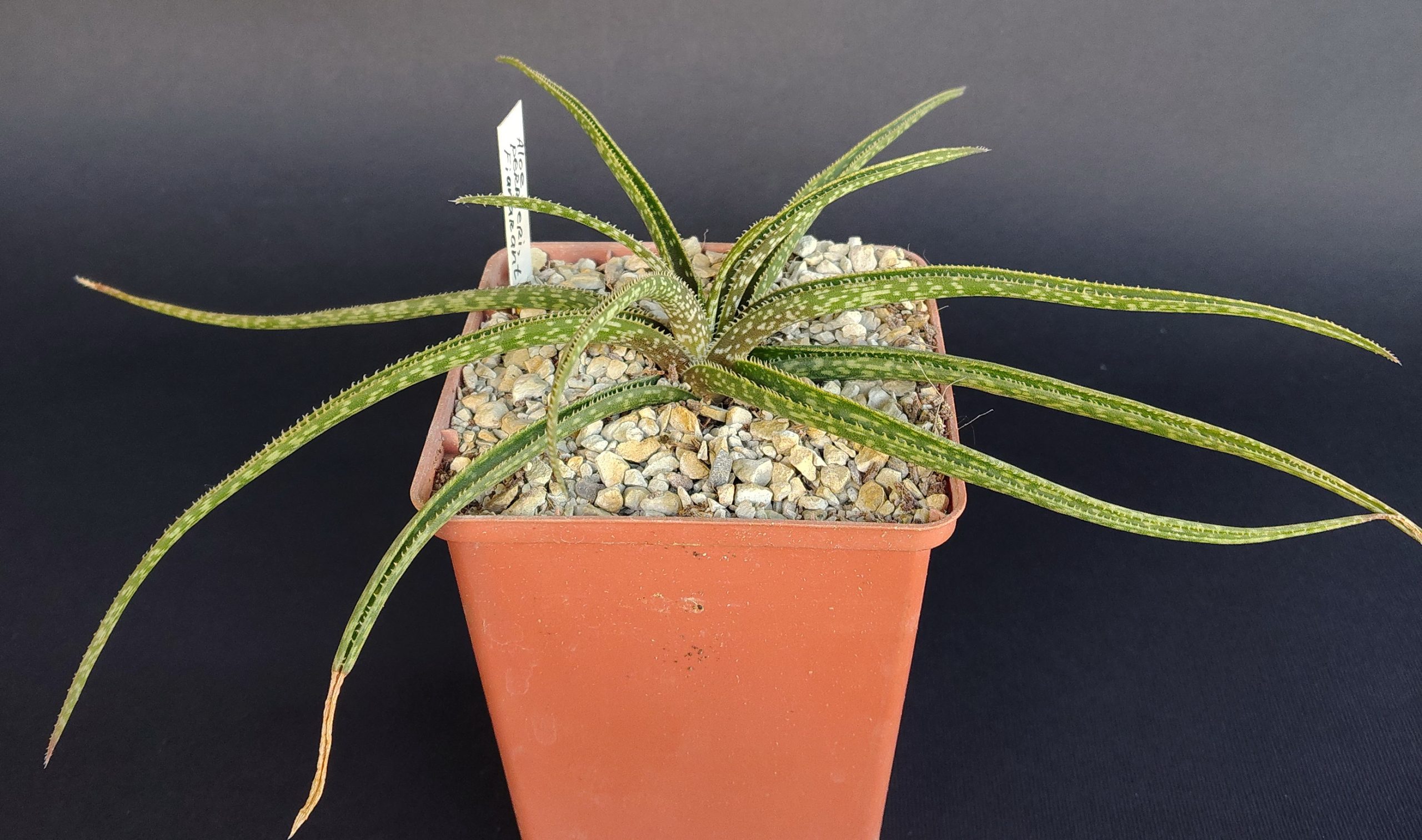 Aloe perrieri, Fianarantsoa