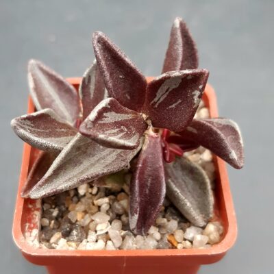 Lenophyllum guttatum variegata