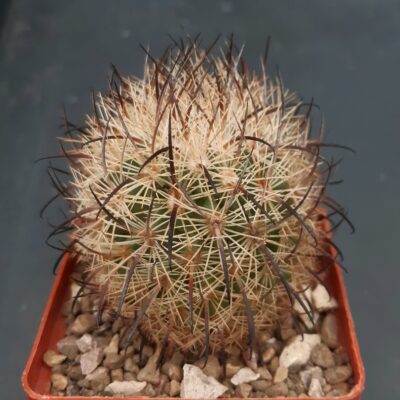 Echinomastus unguispinus GL 607 S Jimenez, Chih.