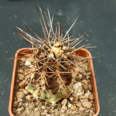 Austrocactus gracilis KFF1100