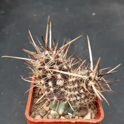 Austrocactus bertinii JN13 Las Balderas II,Neoquen, Arg