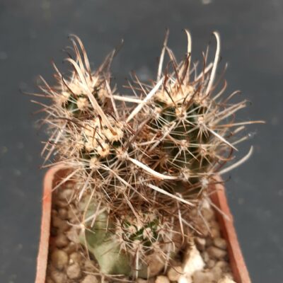 Austrocactus bertinii JN 401 Ciudad Nequen, Arg