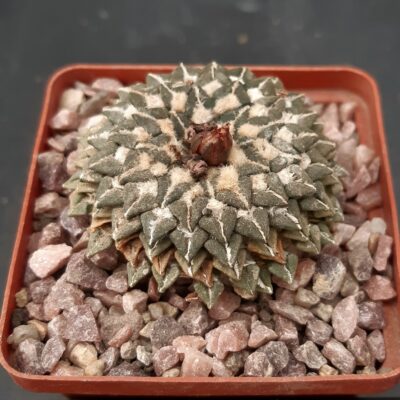 Ariocarpus kotchoubeyanus 'macdowelii'