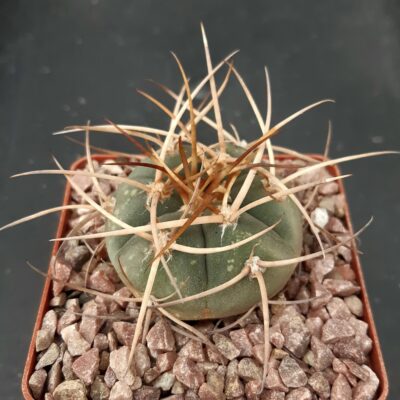 Gymnocalycium cardenasianum f.armatum VS304 3km South of Carrizal, Tarija Bolivia