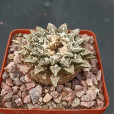 Ariocarpus kotchoubeyanus 'elephantidens'