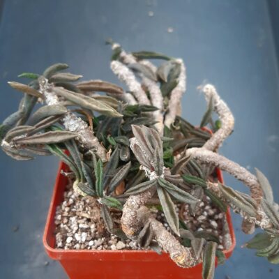 Euphorbia cylindrifolia 'tuberifera', Madagascar