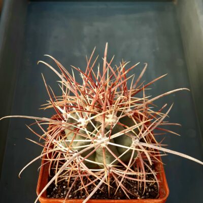 Ferocactus cylindraceus Meadview Az