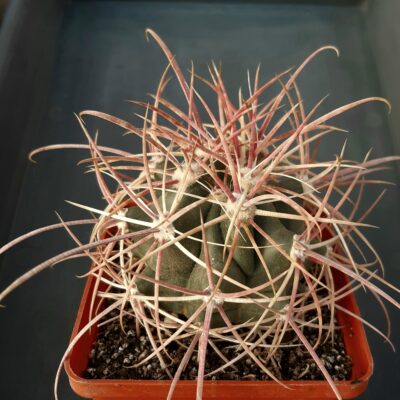 Ferocactus acantodes Pima Co