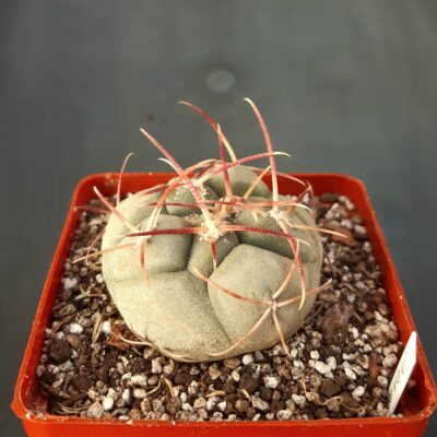 Thelocactus hexaedrophorus cv. (Japan)