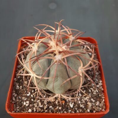 Echinocactus horizonthalonius 2km before Nories, Zac