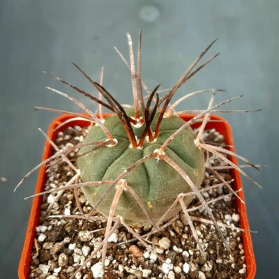 Gymnocalycium spegazzinii 'major'
