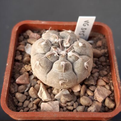 Gymnocalycium prochazkianum VG345 Quilino, Córdoba, 459m