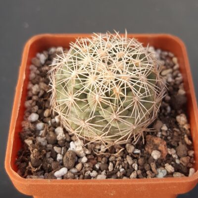 Coryphantha kracikii KKR339