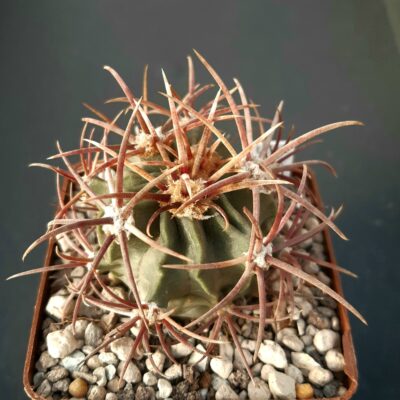 Echinocactus parryi L1372 S of Ciudad Juarez, Chihuahua, Mex 1100m