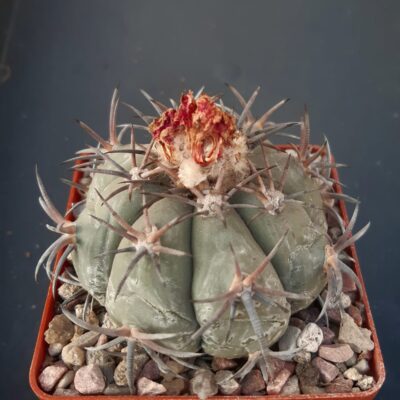Echinocactus horizonthalonius 'jarmilae' Huizache, SLP
