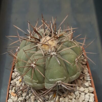 Echinocactus horizonthalonius SB710 El Paso County Texas