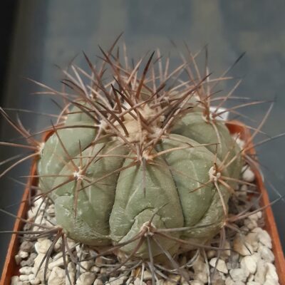 Echinocactus horizonthalonius SB710 El Paso County Texas