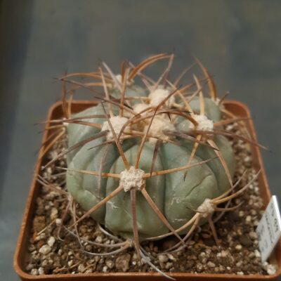 Echinocactus horizonthalonius PD99 Cerro Bola Coahuila