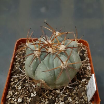 Echinocactus horizonthalonius PD145 Montevideo Coahuila